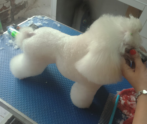 Pasarela by Vanity Pets